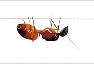一只著名的蚂蚁爬橡皮筋